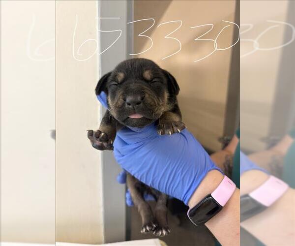 Medium Photo #1 Labrador Retriever Puppy For Sale in Houston, TX, USA