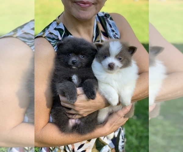 Medium Photo #4 Pomeranian Puppy For Sale in BUFORD, GA, USA