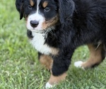 Small #1 Bernese Mountain Dog