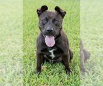 Small Photo #3 Labrador Retriever-Unknown Mix Puppy For Sale in Miami, FL, USA