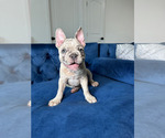 Small Photo #4 French Bulldog Puppy For Sale in RESEDA, CA, USA