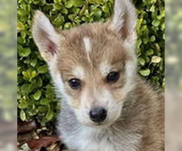 Medium Photo #2 Siberian Husky-Unknown Mix Puppy For Sale in Fremont, CA, USA