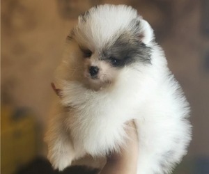 Pomeranian Puppy for sale in MONTEREY, CA, USA