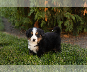 Bernese Mountain Dog Puppy for sale in SHIPSHEWANA, IN, USA