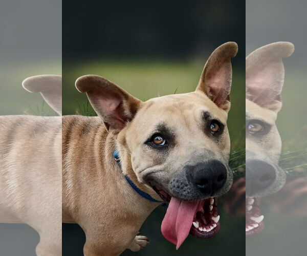 Medium Photo #6 American Pit Bull Terrier-Unknown Mix Puppy For Sale in Monticello, MS, USA