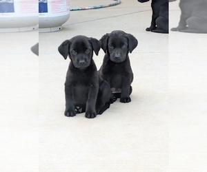 Labrador Retriever Puppy for sale in FORT LUPTON, CO, USA