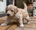 Small #5 Goldendoodle