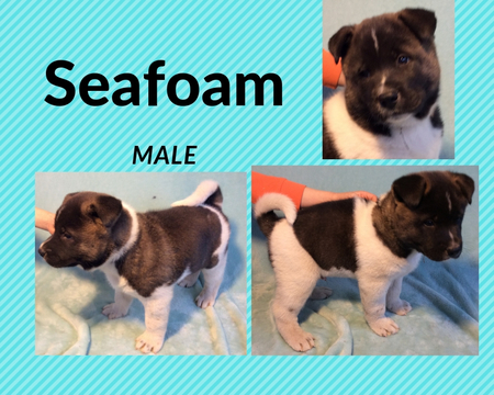 Medium Photo #1 Akita Puppy For Sale in GRANDVIEW, MO, USA