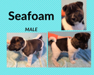 Small Photo #1 Akita Puppy For Sale in GRANDVIEW, MO, USA