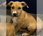 Zizi 3mo (AVA 10/21) - Female Labrador Retriever-Unknown Mix Dog for Adoption - Small photo
