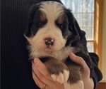 Small Photo #4 Bernese Mountain Dog Puppy For Sale in CUYAHOGA FALLS, OH, USA