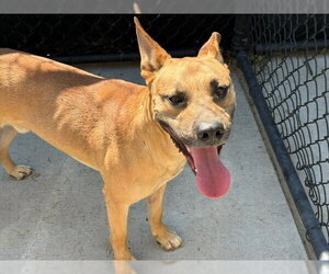 Mutt Dogs for adoption in Tulsa, OK, USA