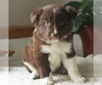 Small Photo #1 Border Collie Puppy For Sale in MANHEIM, PA, USA