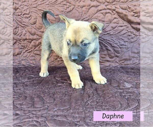 Medium Photo #1 Mutt Puppy For Sale in Brewster, NY, USA