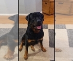 Small Photo #1 Rottweiler Puppy For Sale in COTTLEVILLE, MO, USA