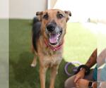 Small #1 German Shepherd Dog Mix