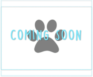 Shih Tzu Puppy for sale in MARIETTA, GA, USA
