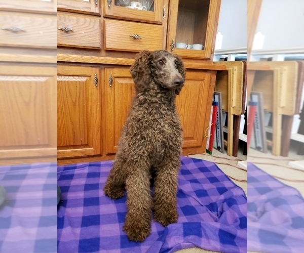 Medium Photo #1 Goldendoodle Puppy For Sale in WEAVERVILLE, NC, USA