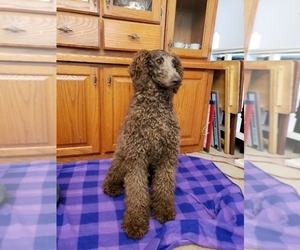 Mother of the Goldendoodle puppies born on 07/27/2025