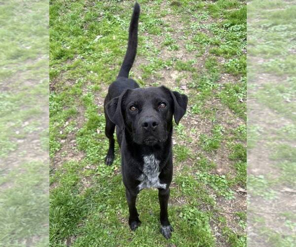 Medium Photo #9 Labrador Retriever-Mountain Cur Mix Puppy For Sale in Shreveport, LA, USA