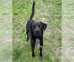 Small #8 Labrador Retriever-Mountain Cur Mix