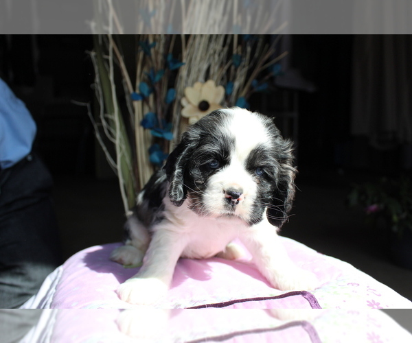 Medium Photo #1 Cocker Spaniel Puppy For Sale in EVART, MI, USA