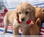 Small Photo #6 Labrador Retriever Puppy For Sale in CLAY, PA, USA