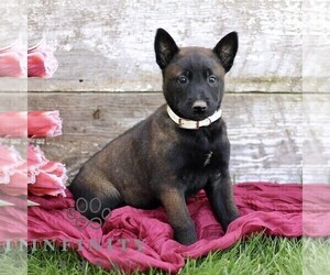 Belgian Malinois Puppy for sale in RONKS, PA, USA