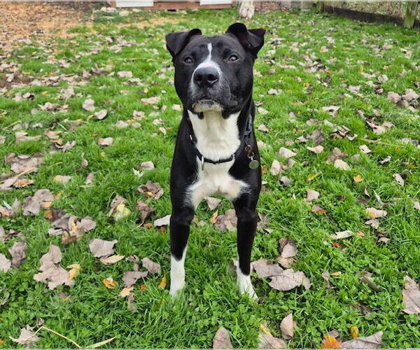 Medium Photo #3 American Pit Bull Terrier-Siberian Husky Mix Puppy For Sale in Techny, IL, USA