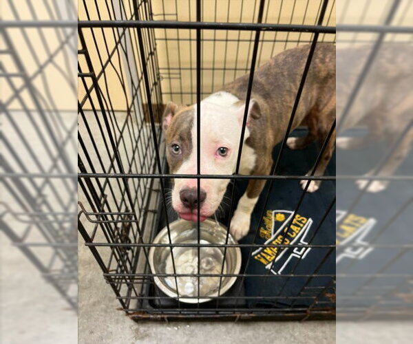 Medium Photo #1 Mutt Puppy For Sale in Texas City, TX, USA