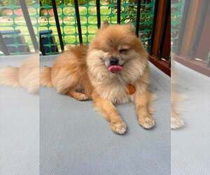Davis - Male Pomeranian Dog for Adoption - Photo #5