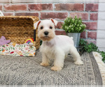 Small #11 Schnauzer (Miniature)