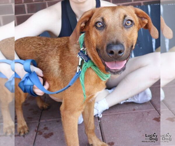 Medium Photo #4 Australian Shepherd-Unknown Mix Puppy For Sale in Washington, DC, USA