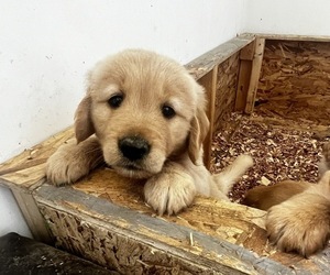 Golden Retriever Puppy for sale in SANDUSKY, MI, USA