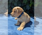 Puppy Blue Collar Labrador Retriever