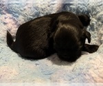 Small #3 Shih Tzu