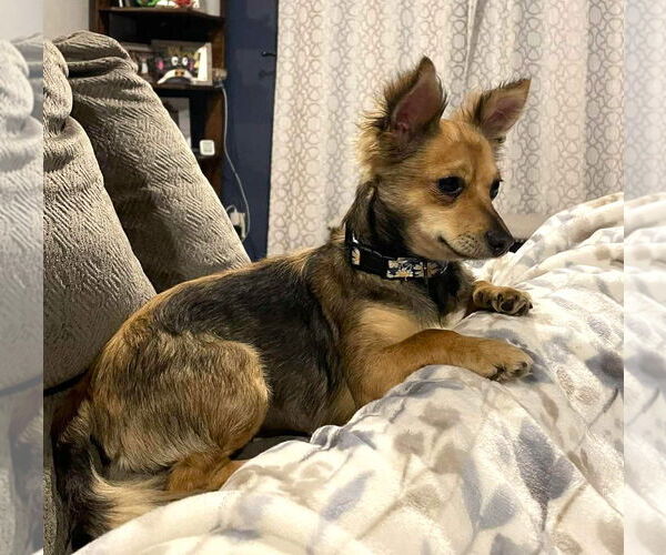 Medium Photo #2 Chihuahua-Unknown Mix Puppy For Sale in Westmont, IL, USA