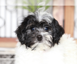 Maltipoo Puppy for sale in NAPLES, FL, USA