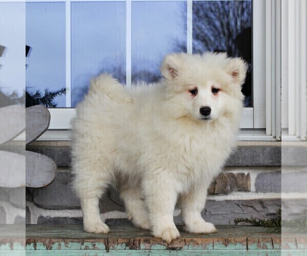 Medium Photo #5 Samoyed Puppy For Sale in GORDONVILLE, PA, USA