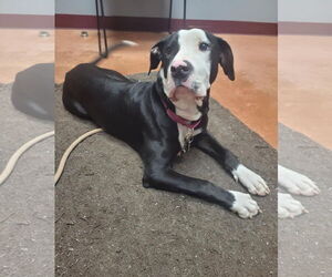 American Pit Bull Terrier-Unknown Mix Dogs for adoption in Spotsylvania, VA, USA