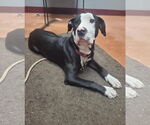 Small American Pit Bull Terrier Mix