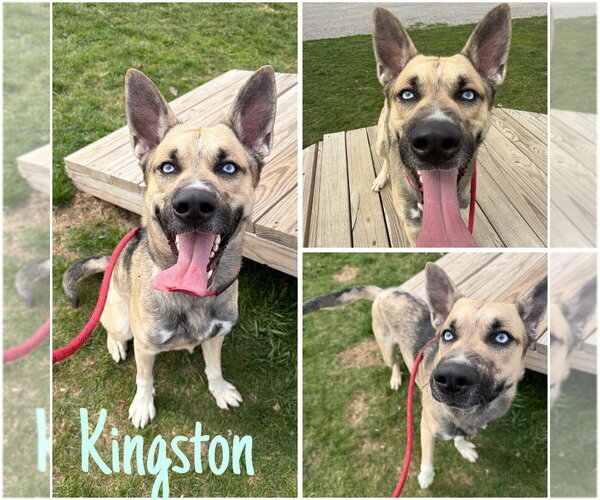 Medium Photo #1 Gerberian Shepsky Puppy For Sale in Pierceton , IN, USA