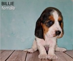 Puppy Billie Basset Hound