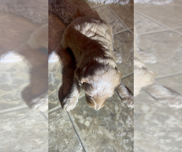 Medium Photo #7 Goldendoodle Puppy For Sale in SPARTANBURG, SC, USA