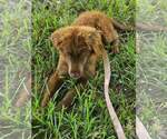 Small #1 Mutt