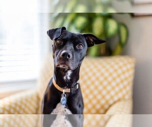 Labrador Retriever-Unknown Mix Dogs for adoption in Holly Springs, NC, USA