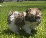 Small #5 Shih Tzu