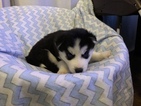 Small Photo #4 Siberian Husky Puppy For Sale in THORNTON, CO, USA
