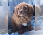 Small Photo #6 Cavalier King Charles Spaniel Puppy For Sale in MILWAUKEE, WI, USA