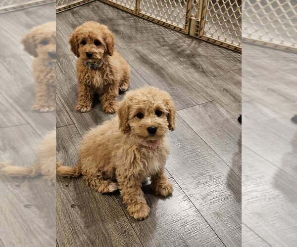 Medium Photo #6 Cavapoo (Miniature) Puppy For Sale in MEDFORD, OR, USA